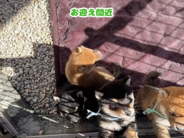 極小豆柴専門犬舎こすず荘【極小豆柴を専門に扱うブリーダーです