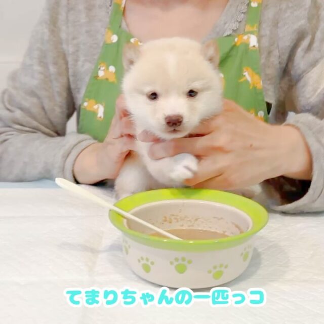 極小豆柴専門犬舎こすず荘【極小豆柴を専門に扱うブリーダーです